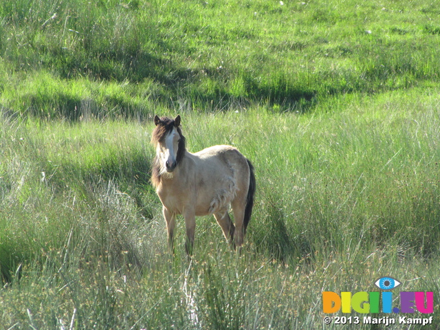 SX29208 Wild horse in Black Mountains